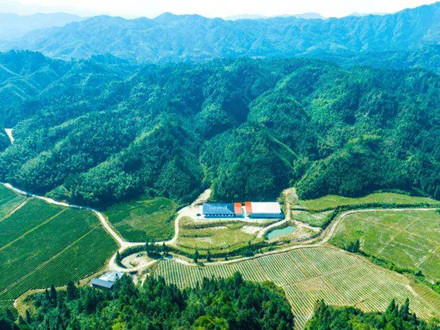 T/SGAS 010-2022 羅坑有機茶加工技術規程
